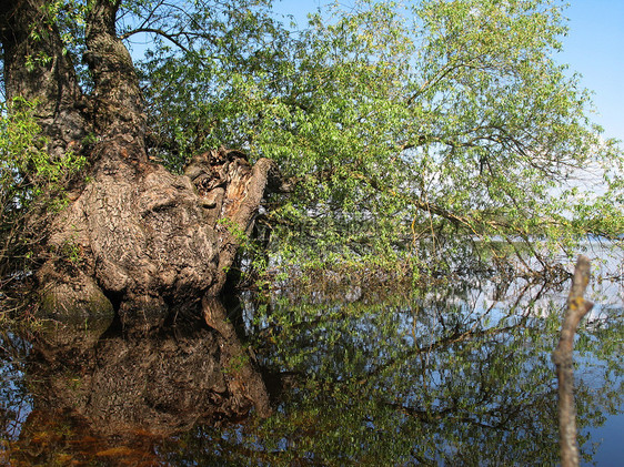 旧枯树溪流生活森林反射木头公园树木绿色孤独棕色图片