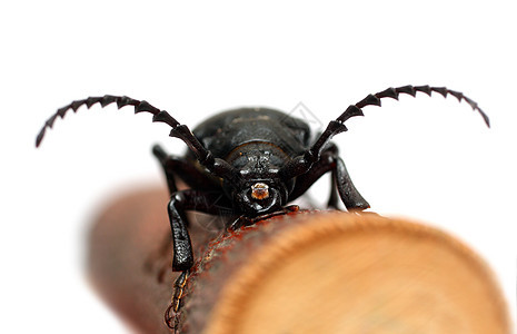 黑色大甲虫白色天线鞘翅目动物荒野昆虫眼睛图片