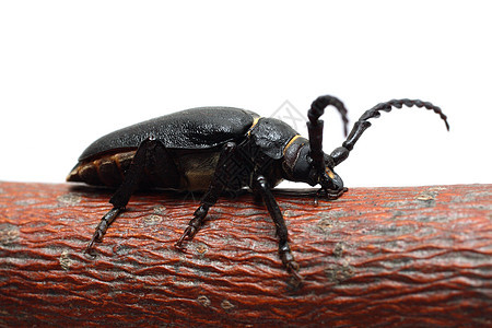 黑色大甲虫白色天线眼睛昆虫动物荒野鞘翅目图片
