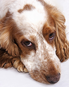 可卡犬棕褐色小狗宠物思维犬类纯品种工作室沉思白色眼睛图片