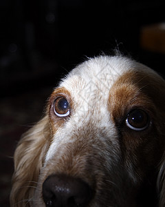 狗狗眼睛纯品种工作室注意力沉思棕色犬类黑色宠物小狗白色图片