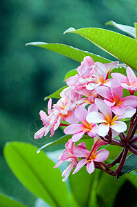 粉红色freangipani叶子花园白色植物黄色鸡蛋花水池热带花瓣假期背景图片