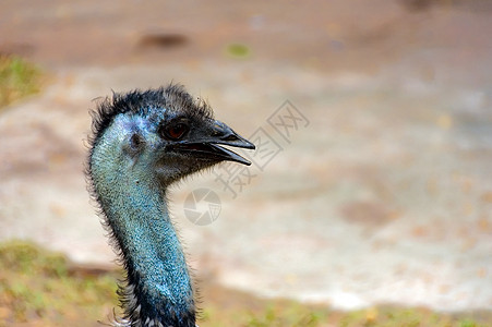 emu 含家禽亚科动物动车组羽毛荒野野生动物脖子鸵鸟动物园图片