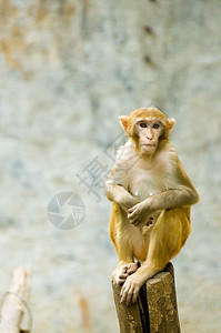 小猴子濒危哺乳动物生物猴子银背毛皮灵长类大猩猩动物园黑色图片