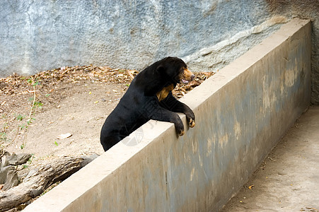 熊太阳黑色毛皮马来熊马来人爪子棕色动物园危险哺乳动物图片