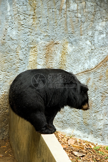 熊太阳黑色爪子棕色毛皮动物园哺乳动物危险马来熊马来人图片