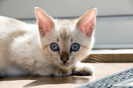 小猫咪蓝色地面纯种猫宠物家畜眼睛小猫白色毛皮图片