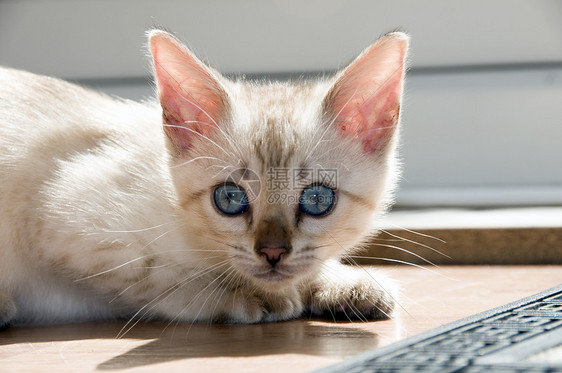 小猫咪蓝色地面纯种猫宠物家畜眼睛小猫白色毛皮图片
