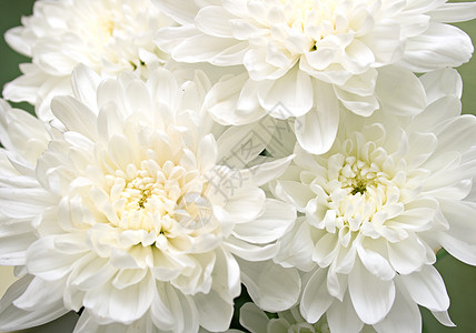 白花花白色绿色花瓣叶子菊花花束图片