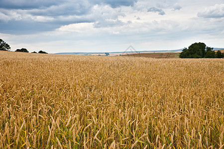 小麦田农村粮食树木食物麸质大麦蓝色场地耳朵耕地图片