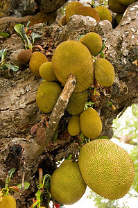 Jackfruit 粗金刚石荔枝文化异国甜食健康饮食枝条蓝色天空水果果园图片