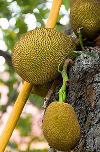 Jackfruit 粗金刚石情调异国文化木瓜美食蓝色枝条健康饮食荔枝果园图片