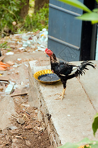 公鸡母鸡家禽食物男性农业乡村羽毛红色农场动物图片