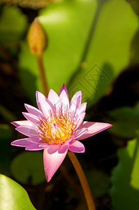 莲花花叶子百合植物白色花瓣花园粉色池塘红色绿色图片