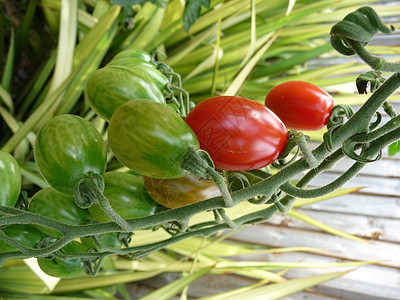 红绿番茄水果植物园艺植被植物群生长农作物食物树叶花园图片