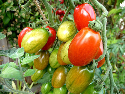 红绿番茄叶子植被农作物食物生长植物水果树叶园艺花园图片