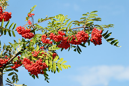 Rowan Berry分公司图片