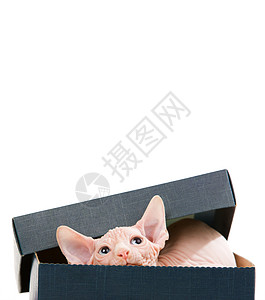 Sphinx 小猫礼物展示猫咪无毛捕食者购物朋友动物群惊喜猫科动物图片