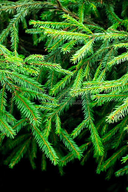 Fir 分支针叶宏观枝条绿色枞树叶子云杉树木装饰品森林图片