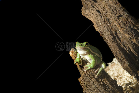 绿树青蛙棕色日志野生动物树蛙雨蛙黑色动物灰褐色木头白色图片