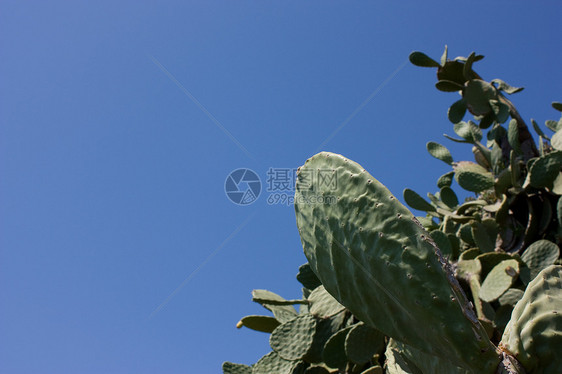 Cactus 植物和蓝天空图片