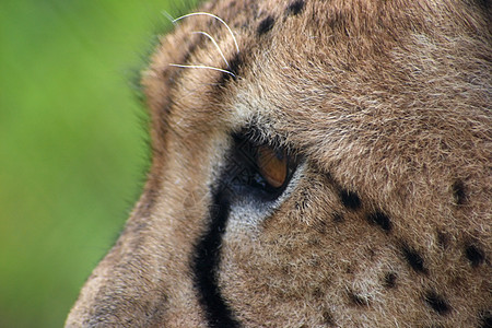 猎豹头动物园捕食者情调异国食肉危险水平哺乳动物猎豹猎人图片