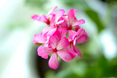 粉红色的花朵灰色粉色绿色植物花瓣白色叶子图片