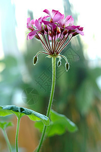 粉红色的花朵粉色灰色植物花瓣白色叶子绿色图片