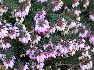 粉红花树乡愁粉色绿色水平异国植物生长情调清洁度叶子图片