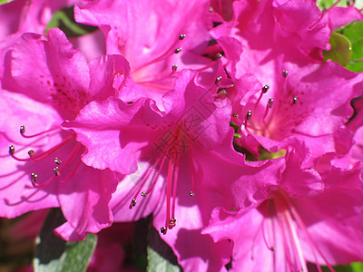 粉红花花雌蕊花朵粉色母亲植物群背景图片