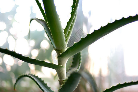 Aloe植物植物群叶子灰色绿色白色图片