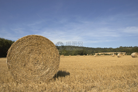 金金销售干草蓝色农村农场场地太阳田园小麦收获风光图片