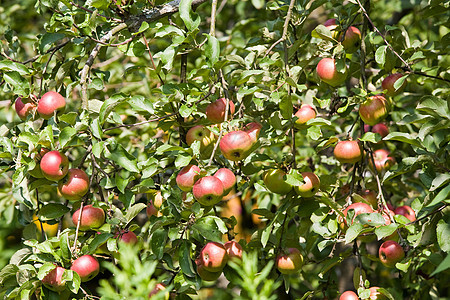 树枝上的苹果食物水果图片