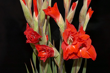 红色格拉迪奥卢斯 Gladiolus花卉黑色花束美丽花园图案叶子白色宏观鲜花图片
