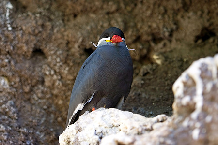 Inca Tern在悬崖上图片