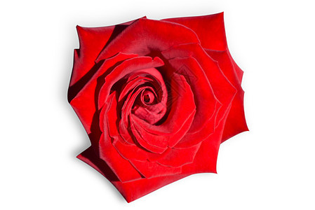 红玫瑰在白色上被孤立天鹅绒玫瑰水平背景图片