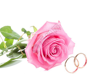 粉红玫瑰和结婚戒指叶子花瓣已婚绿色圆圈白色珠宝订婚金属工作室图片