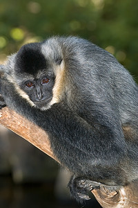 白左手 Gibbon毛皮黑色动物照片背景图片
