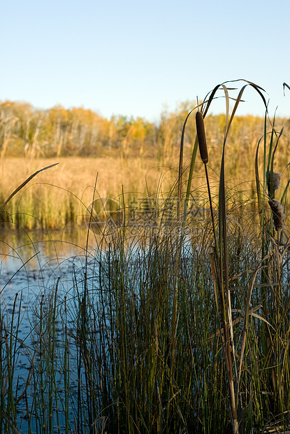 灌木香蒲野花绿色荒野尾巴生态湿地植物群生长池塘图片