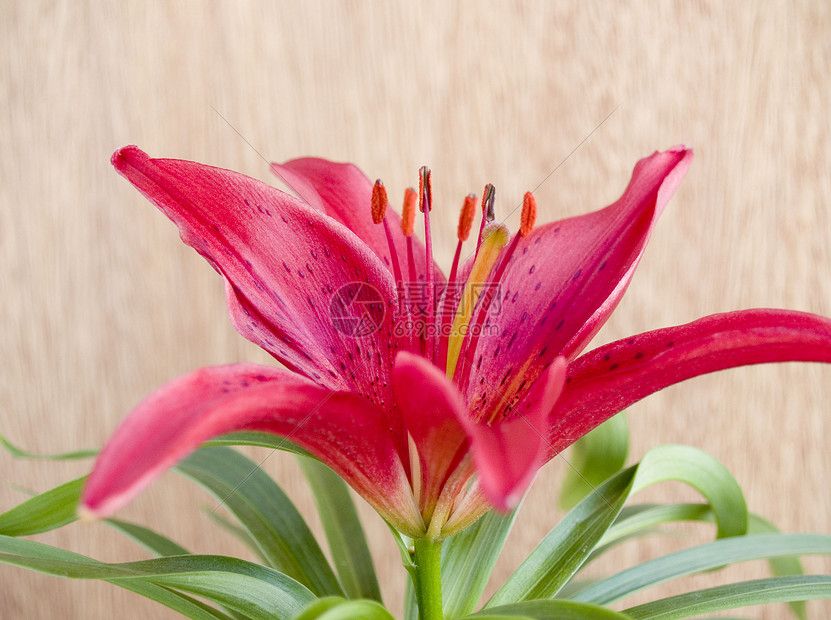 花花农红色百合花瓣植被宏观植物种植植物学图片