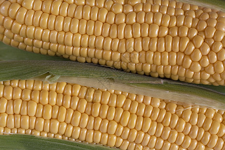 玉米在椰子上食物核心植物谷物蔬菜棒子花园叶子黄色营养图片