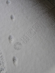 积雪中的爪脚指纹图片