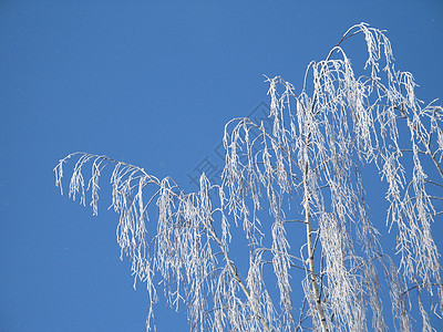 霜冻树毯子寒冷天空高山白色冰镇磨砂蓝色土地薄片图片