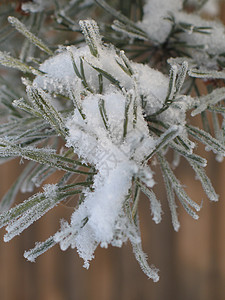 树枝上的雪片高山松树针叶树寒冷魔法灰尘薄片毯子冰镇磨砂图片