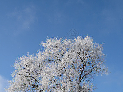 霜冻树白色魔法薄片毯子天空寒冷土地磨砂蓝色冰镇图片