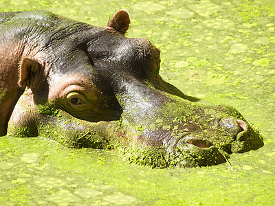 希波河马哺乳动物象牙动物园绿色危险身体野生动物水平苔藓图片