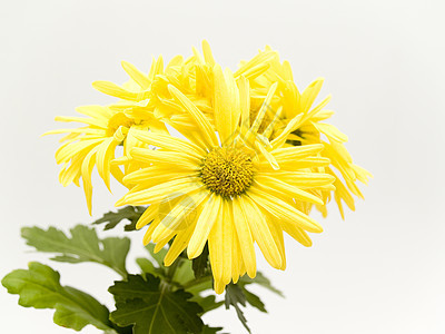 黄黄花菊花园礼物雏菊植物学植物季节花瓣格柏生活生长图片