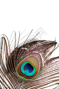 孔雀羽毛蓝色艺术动物金子尾巴异国农场展示鸟类野生动物图片