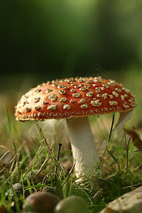 拖脚凳或苍蝇蘑菇绿色红色白色季节图片