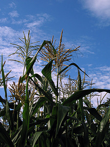 种植玉米环境幼苗乙醇乡村天空植物树叶核心收成国家图片